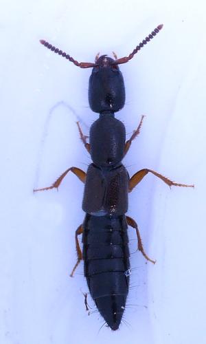 Réf. 307 469 : Xantholinus sp.